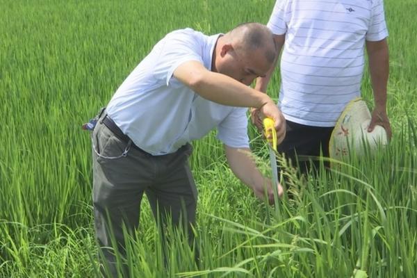 葱地打除草剂有什么用 大葱地用什么除草剂？