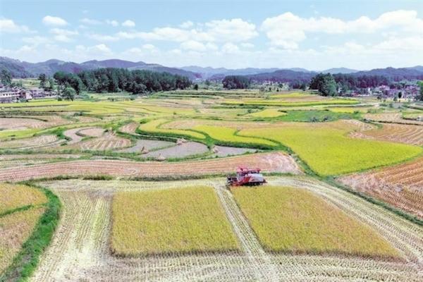 大豆田苗后除草剂有哪些 苞刀玉米除草剂效果怎么样