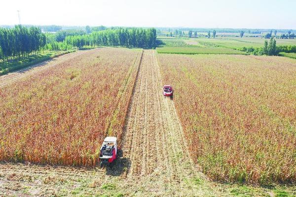 小麦粮食价格行情查询网 小麦价格下跌的原因？