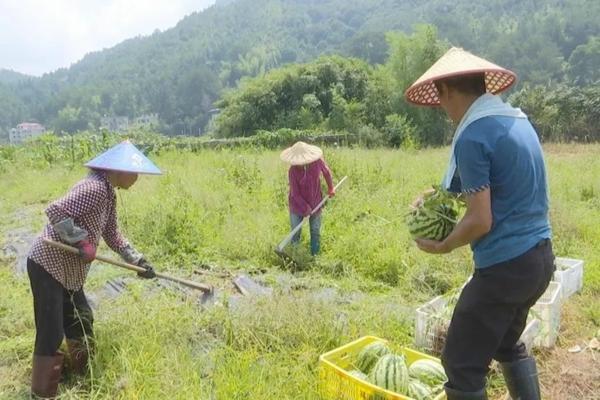 方舟Y种子怎么采集 方舟仙境马铃薯怎么获得？