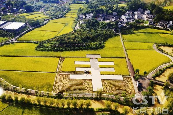 树木营养液配方 大型树木营养液应该怎么打？