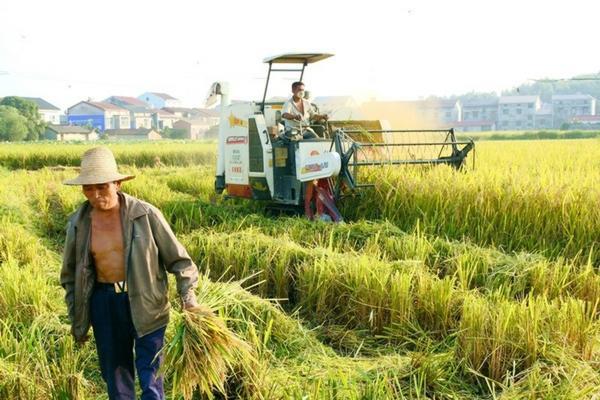 进口多菌灵英国贝思特：探究其来源、作用及应用前景