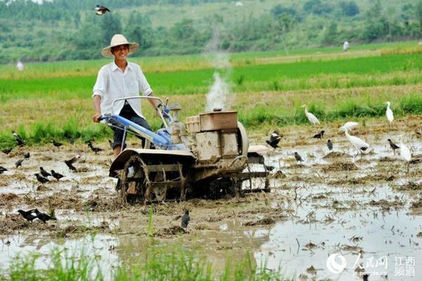 果树有蚜虫怎么办 幸福树长蜜虫打什么药？