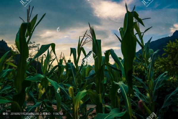 农精灵杀菌剂治什么病 碧火杀菌剂图片