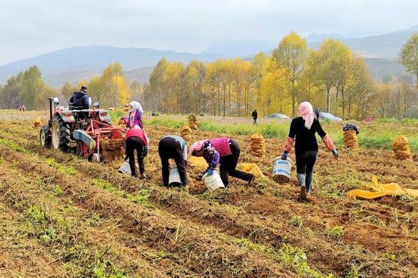 枣树坐不住果怎么办 冻枣的习性？