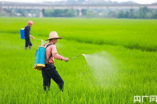 氯氟毒死蜱可以用于水稻吗 毒死蜱可以用于水稻吗