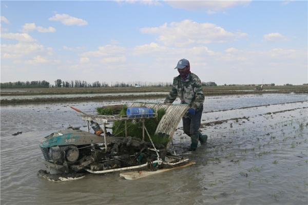 生根粉和多菌灵混合使用于扦插泡根的实践探讨