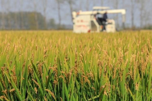 雨后柿树落叶打什么杀菌剂杀菌快 家里柿子树有白虱子怎么治？