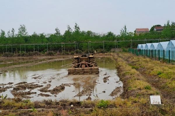 大豆田的野豆子用什么除草剂 绿豆除草剂注意事项