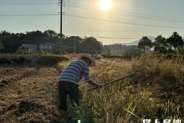 莲花掌多肉的养殖方法和注意事项 谁能告诉下多肉红缘莲花掌的种植养护？