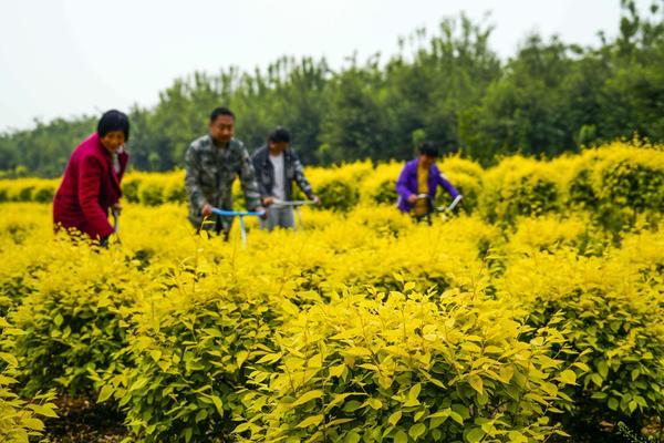 脐橙园中耕除草剂用量 重庆适合种植什么果树最好？