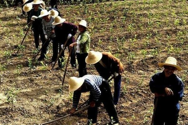 马铃薯脱毒种植技术及其实际操作方法