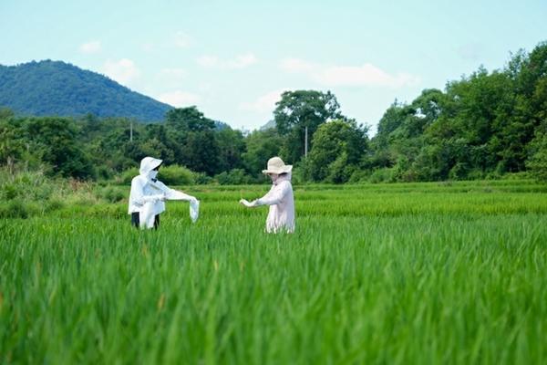 香椿树种植方法与护理指南——从育苗到成熟的全程指导