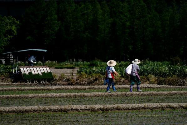 香菜除草剂苗前使用哪个好 油菜田除草剂有哪些效果最好