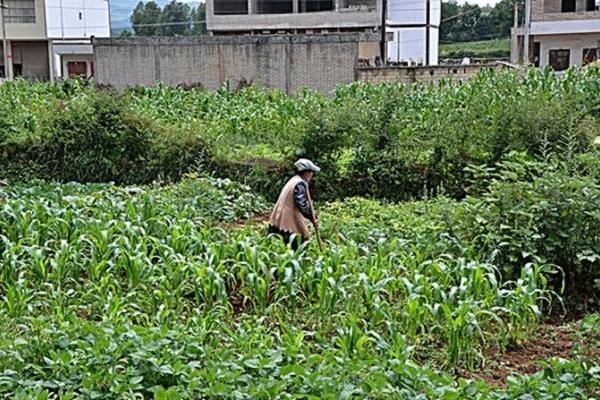 苋菜出苗多久才能施肥 苋菜播种后几时施肥最好