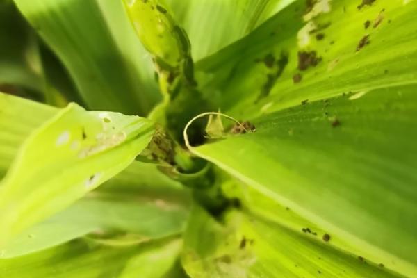 海棠花的养殖方法 海棠老桩种植方法