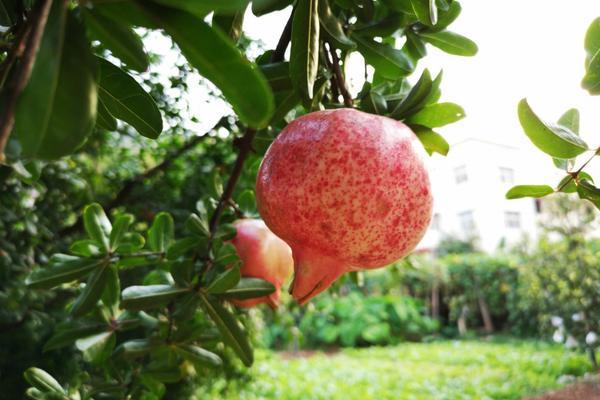 红豆杉和多菌灵可以一起浇吗 移栽红豆杉时，多菌灵怎么使用？