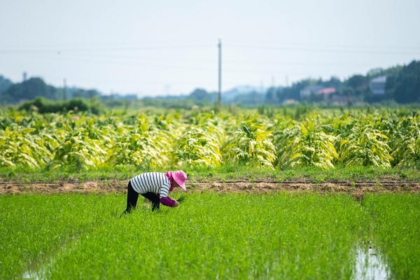 先正达玉米拌种剂 先正达美吉翠玉米套餐含几种药