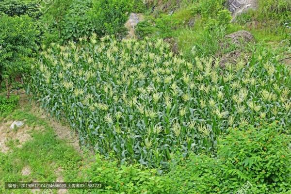 多菌灵能否有效杀死白粉病？解析其效用与应用方法