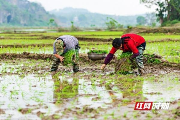 八角怎样护理才不落果 桃子套上袋了打膨果剂有效吗？