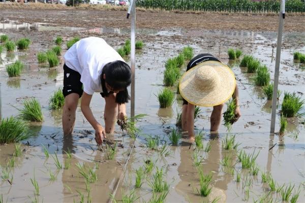 毒死蜱拌种剂叶面喷施的可行性及注意事项