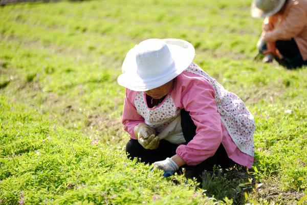 甘蔗还没有发芽可以打除草剂吗 糖蔗二号除草方法？