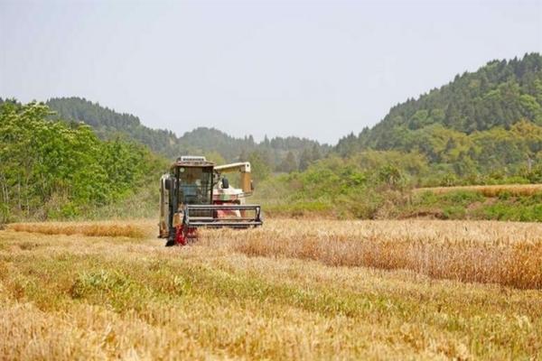 多肉多菌灵的使用方法及用量 多肉在什么情况下可以喷多菌灵