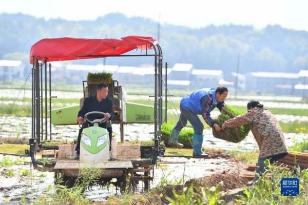 戊唑醇防治小麦病害详解：用量控制与病害应对策略