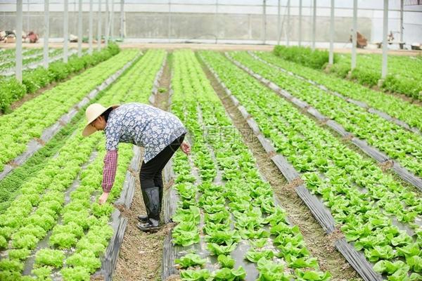 草甘膦打在小麦上有救吗 种小麦之前打草甘磷除草会影响小麦出芽吗？