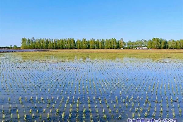 水稻常见病虫害防治 水稻病虫害防治时间