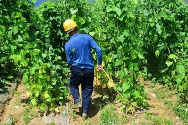 玉米地油菜苗用什么除草剂 最安全的油菜田除草剂