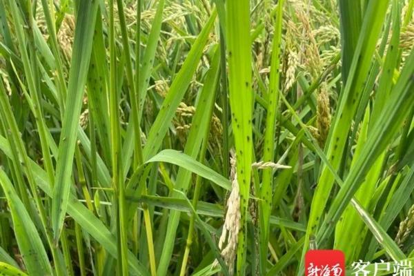 农达除草剂哪里有的 打包谷林地里杂草农药多少钱一包？