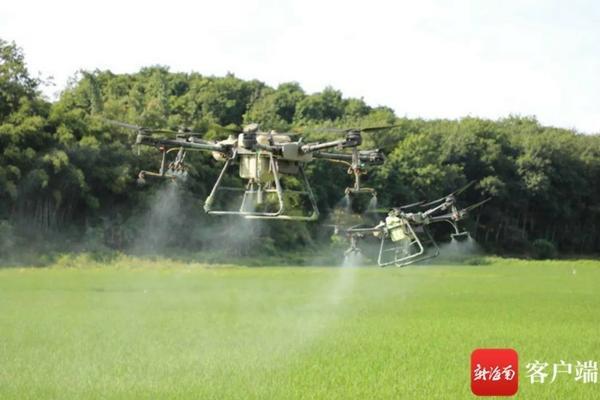 富贵竹种植方法 盆栽 富贵竹的繁殖方法