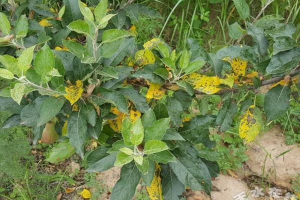 香菜播种后几天打除草剂比较好些 香菜种植后浇水再打除草剂行吗？