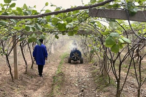 脐橙树误喷了除草剂怎么办 咪鲜胺在苹果上有药害吗？