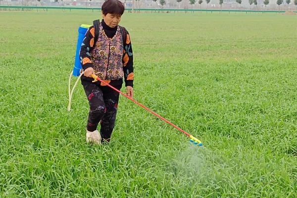 重楼种植方法与技巧——从选地到管理的全面指南