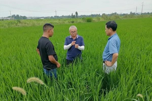 禾本科杂草用什么除草剂 小麦田除草剂有哪些