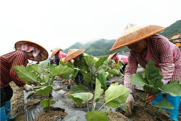 板蓝根出苗用什么除草剂 板蓝根生长期是多久？