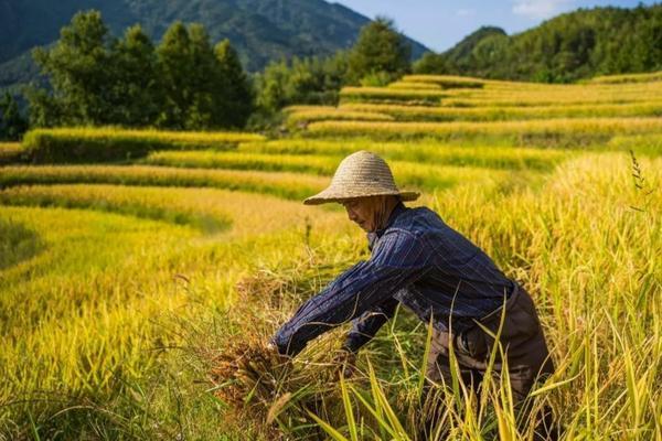 黄淮海小麦除草剂什么时候打 花生种植技术与管理方法？