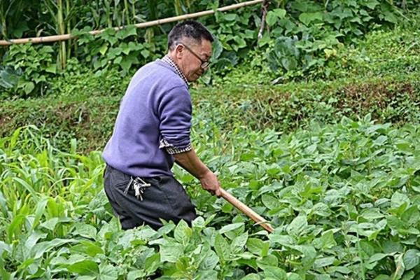 戊唑醇杀菌剂说明书 戊唑醇杀菌剂主要防治什么病