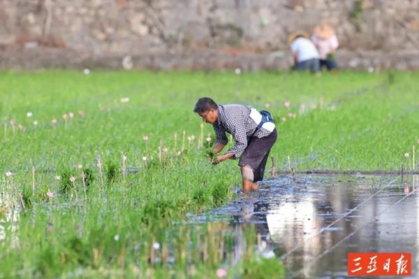 韭菜田除草剂的优选策略：提升除草效果与保护作物安全