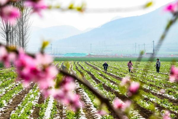 黄瓜茎基腐病用什么药 蔓枯病最好的杀菌剂？