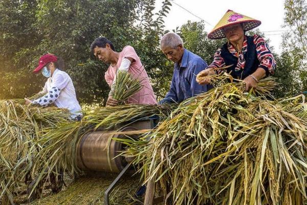 草甘膦禁止在茶园 滴酸草甘膦对下茬作物的影响？