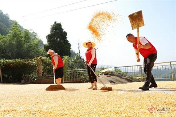 小麦茎基腐病主要发生在 小麦茎腐病的症状图片大全