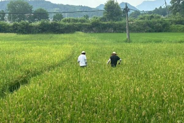 水稻田除草剂大全 专除三棱草的除草剂