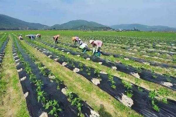 韭菜子的功效及其在传统医学中的应用