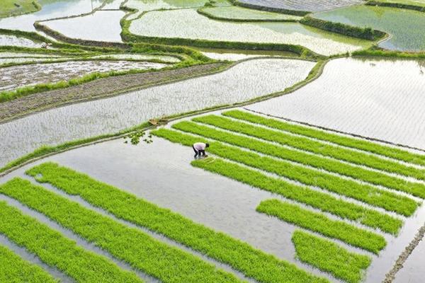 多菌灵可以和生根粉一起使用吗 生根粉多菌灵可以拌土用吗