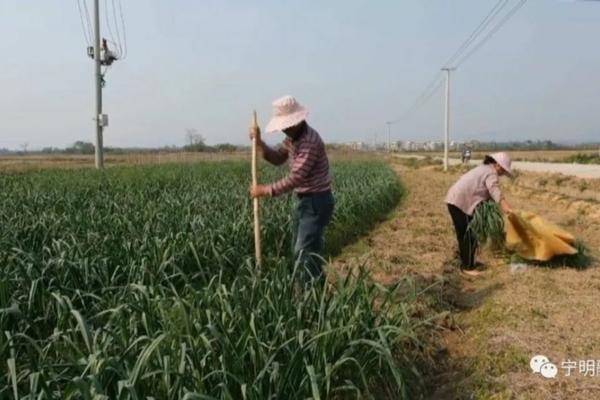 甘蔗苗刚长出来可以打除草剂吗 甘蔗是如何进行催芽的？