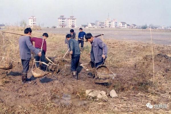 驱蚊草是什么样子 驱蚊草图片