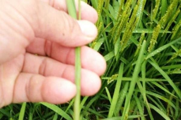 多肉植物种植方法 多肉的种植方法